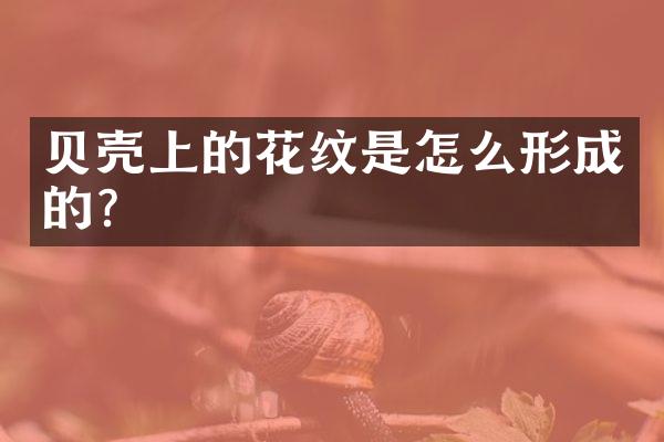 贝壳上的花纹是怎么形成的？