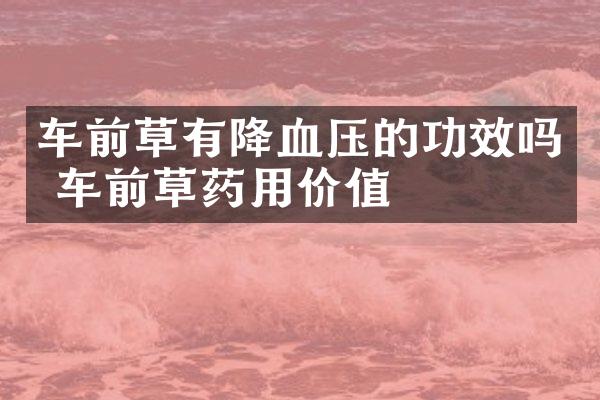 车前草有降血压的功效吗 车前草药用价值