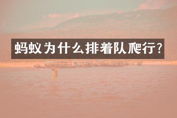 蚂蚁为什么排着队爬行?