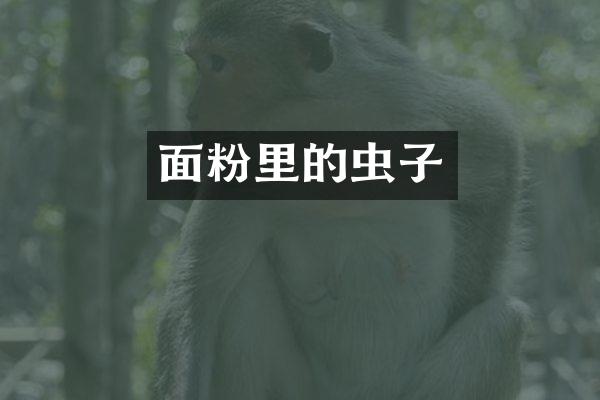 面粉里的虫子