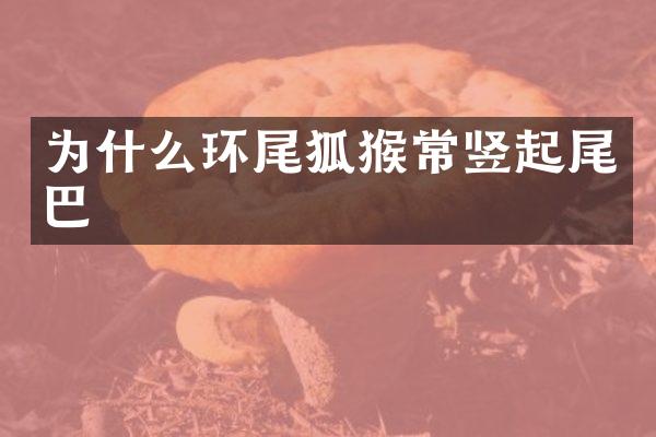 为什么环尾狐猴常竖起尾巴