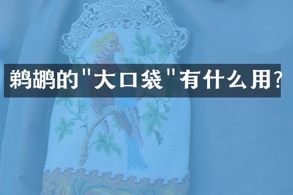鹈鹕的"大口袋"有什么用?