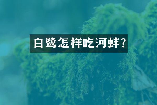 白鹭怎样吃河蚌?