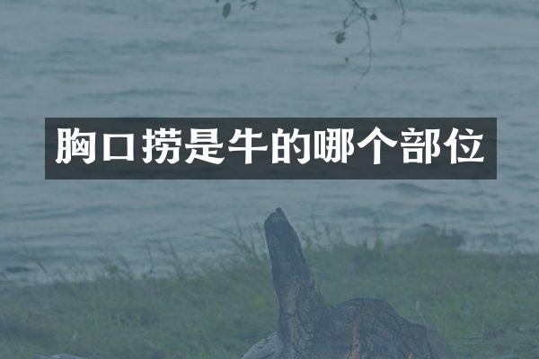 胸口捞是牛的哪个部位