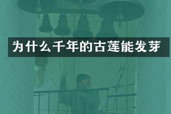 为什么千年的古莲能发芽