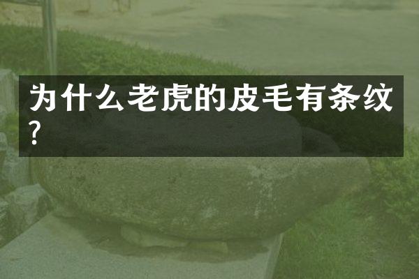 为什么老虎的皮毛有条纹?