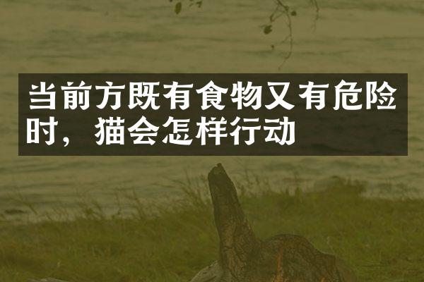 当前方既有食物又有危险时，猫会怎样行动