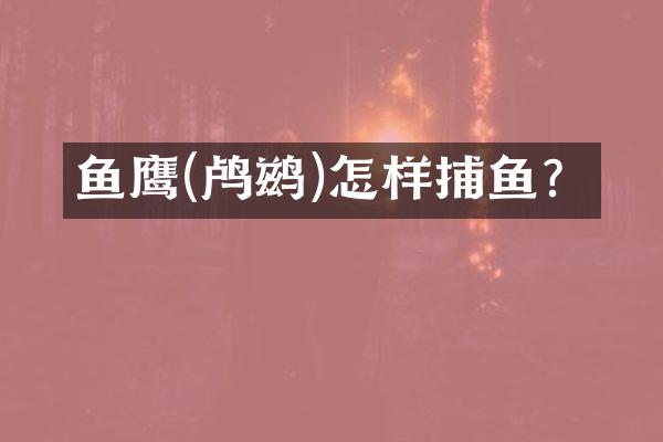 鱼鹰(鸬鹚)怎样捕鱼？