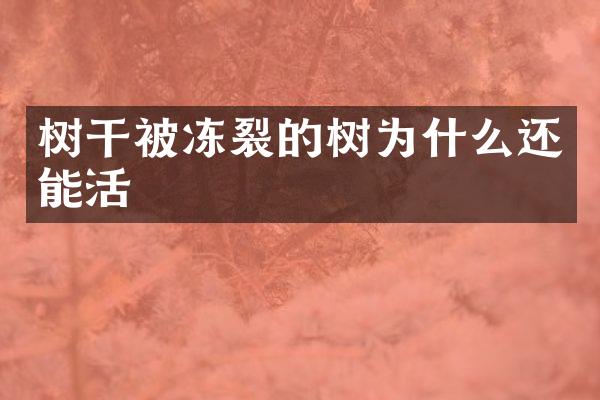 树干被冻裂的树为什么还能活