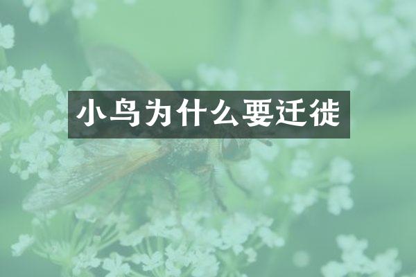 小鸟为什么要迁徙