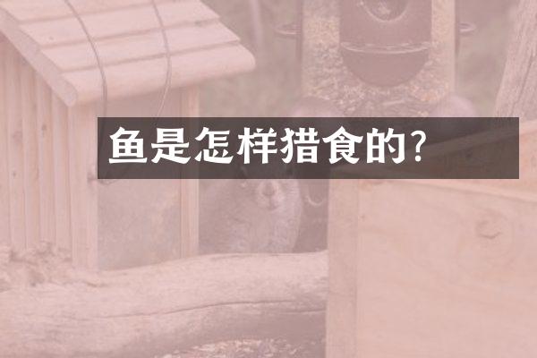 鮟鱇鱼是怎样猎食的?