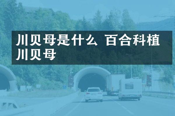 川贝母是什么 百合科植物川贝母