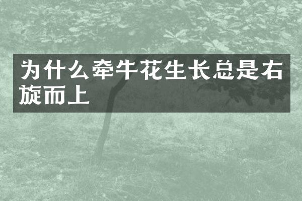 为什么牵牛花生长总是右旋而上