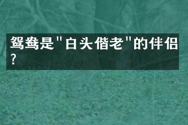 鸳鸯是"白头偕老"的伴侣吗？