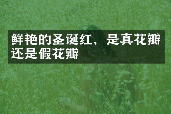 鲜艳的圣诞红，是真花瓣还是假花瓣
