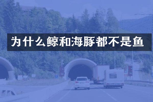 为什么鲸和海豚都不是鱼
