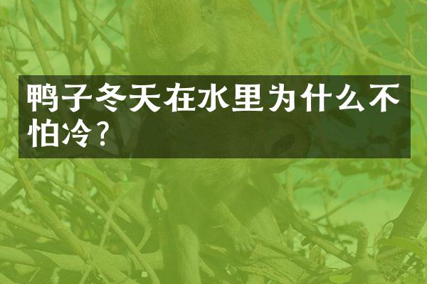 鸭子冬天在水里为什么不怕冷？