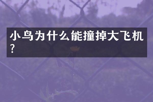 小鸟为什么能撞掉大飞机？