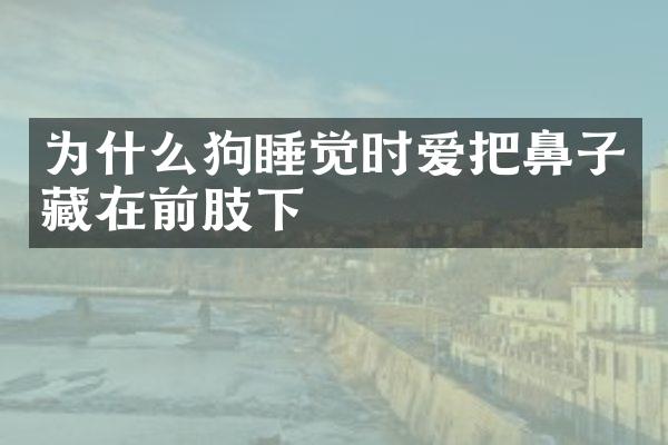 为什么狗睡觉时爱把鼻子藏在前肢下