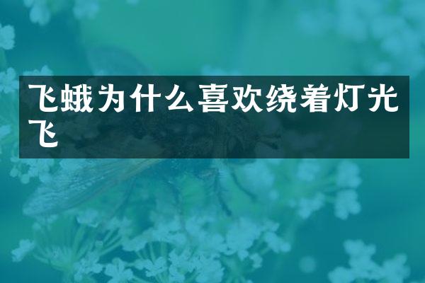 飞蛾为什么喜欢绕着灯光飞