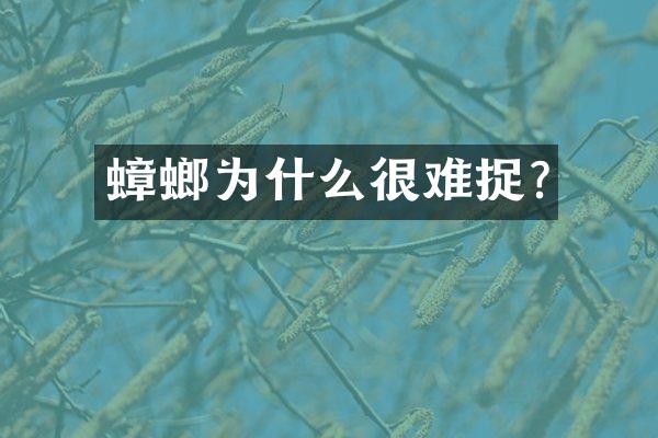 蟑螂为什么很难捉?