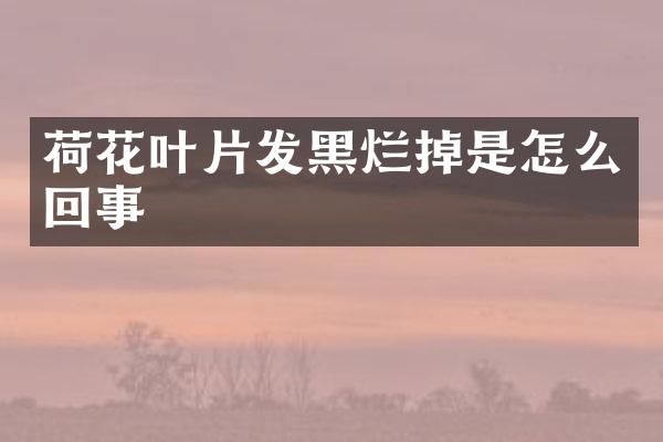 荷花叶片发黑烂掉是怎么回事