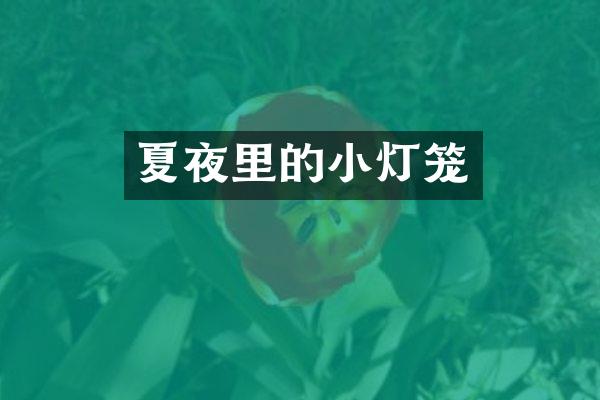 夏夜里的小灯笼