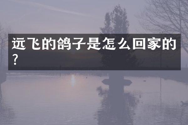 远飞的鸽子是怎么回家的？