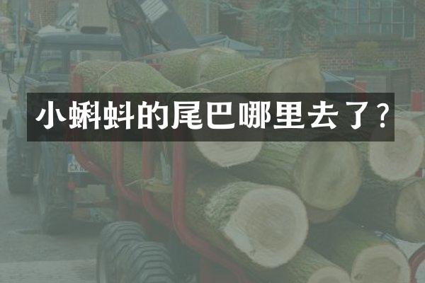 小蝌蚪的尾巴哪里去了?