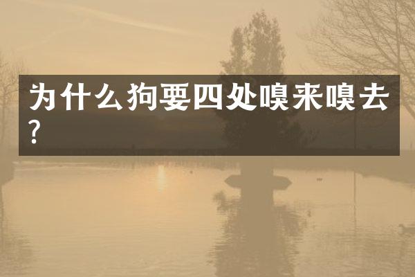 为什么狗要四处嗅来嗅去?