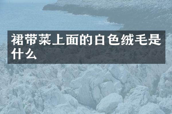 裙带菜上面的白色绒毛是什么