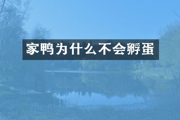 家鸭为什么不会孵蛋