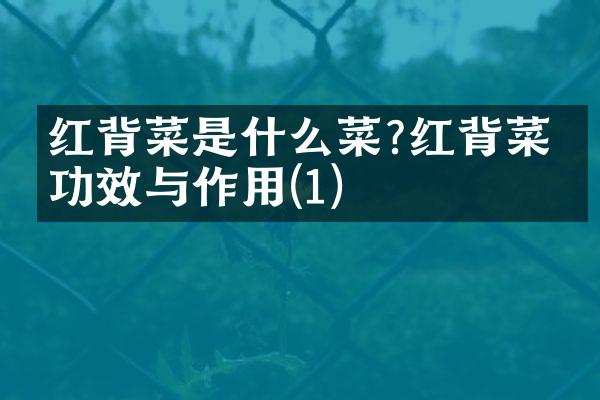 红背菜是什么菜?红背菜的功效与作用(1)
