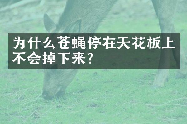 为什么苍蝇停在天花板上不会掉下来?