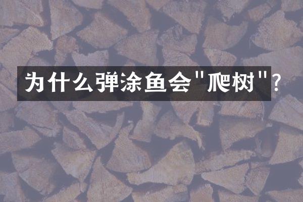 为什么弹涂鱼会"爬树"?