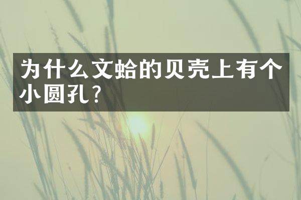 为什么文蛤的贝壳上有个小圆孔？
