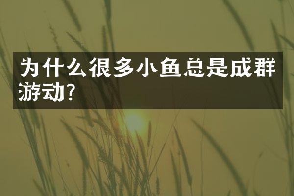 为什么很多小鱼总是成群游动？