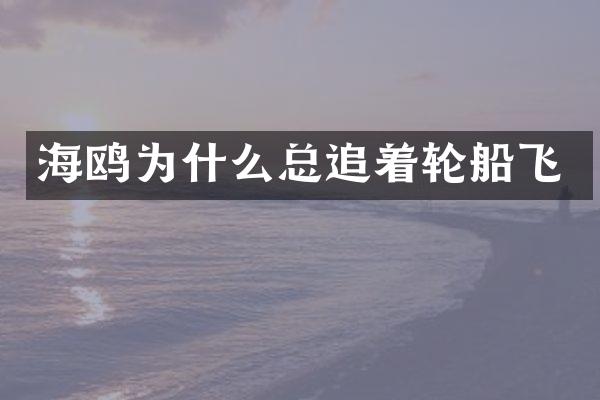 海鸥为什么总追着轮船飞