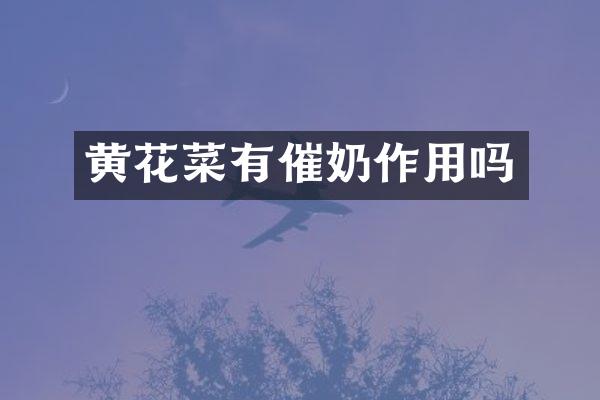黄花菜有催奶作用吗
