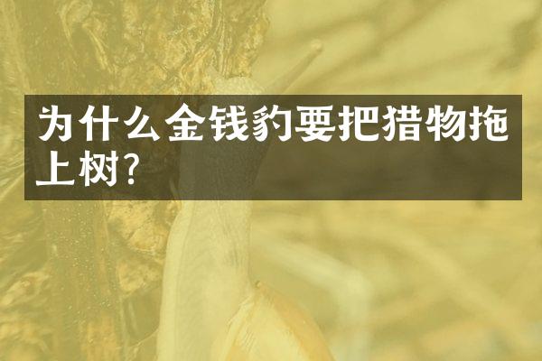 为什么金钱豹要把猎物拖上树？