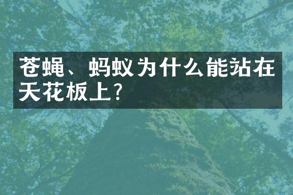苍蝇、蚂蚁为什么能站在天花板上？