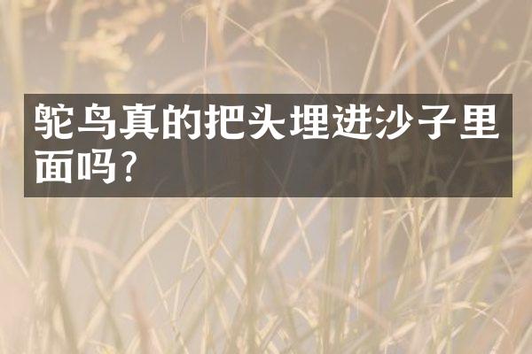 鸵鸟真的把头埋进沙子里面吗？