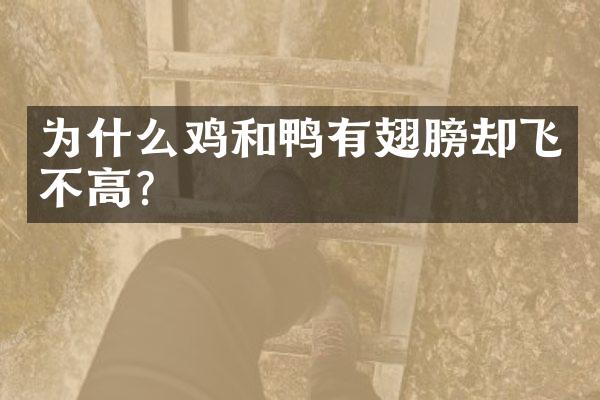 为什么鸡和鸭有翅膀却飞不高?