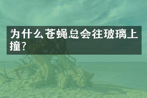 为什么苍蝇总会往玻璃上撞?
