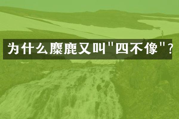 为什么麋鹿又叫"四不像"?