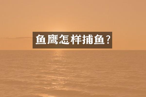 鱼鹰怎样捕鱼?