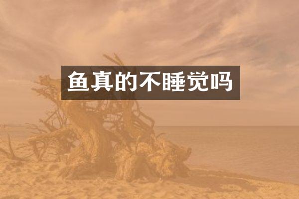 鱼真的不睡觉吗