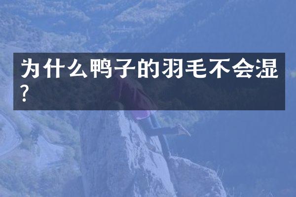 为什么鸭子的羽毛不会湿?