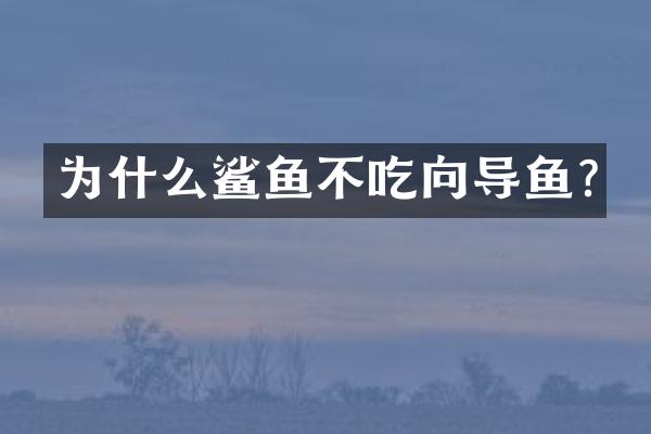 为什么鲨鱼不吃向导鱼?