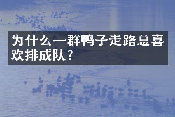 为什么一群鸭子走路总喜欢排成队?